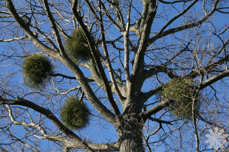 Common mistletoe,European mistletoe, علف درخت 